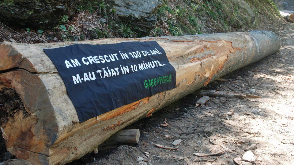 Ministrul Mediului declară război tăierilor ilegale de pădure - We ...